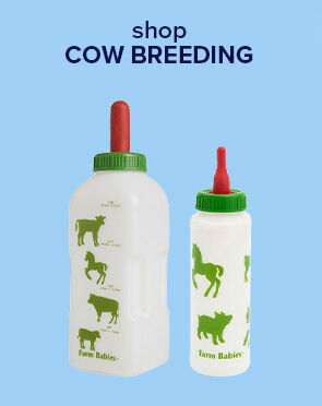 Cow Breeding